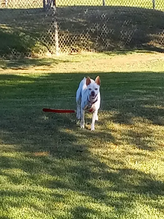 Kimber Dog Park 7