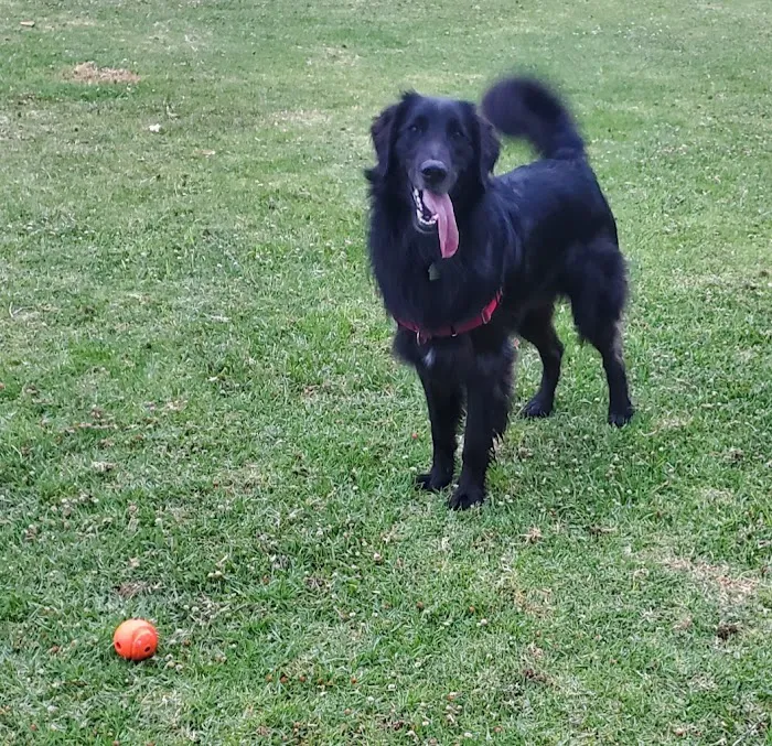Mission Oaks Dog Park 5