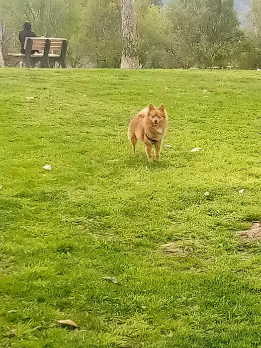 Mission Oaks Dog Park 1