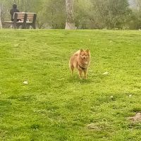 Mission Oaks Dog Park ico