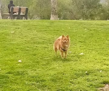 Mission Oaks Dog Park