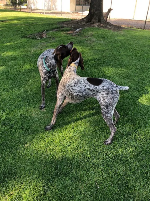 Mission Oaks Dog Park 4