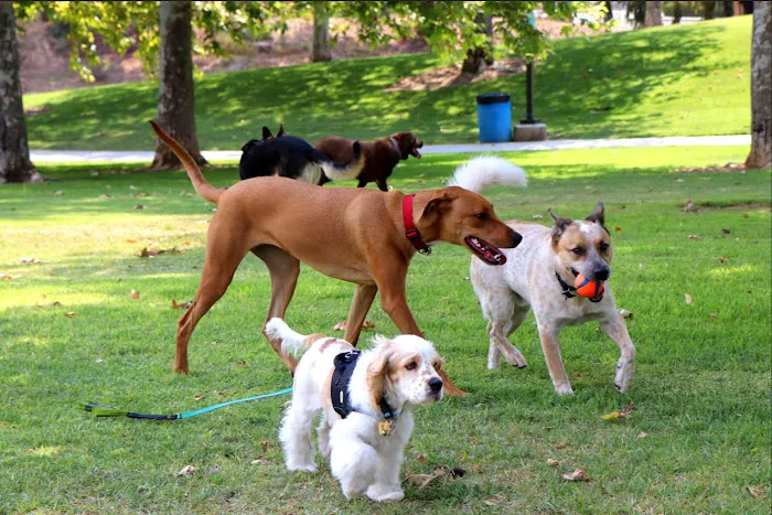 Mission Oaks Dog Park 8