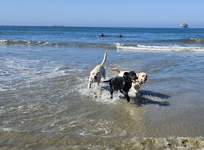 Dog Beach | Huntington Beach 2