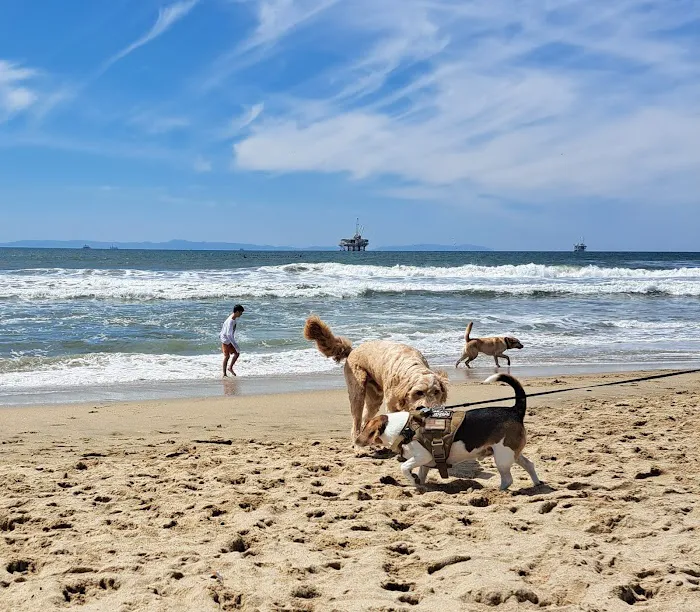 Dog Beach | Huntington Beach 9