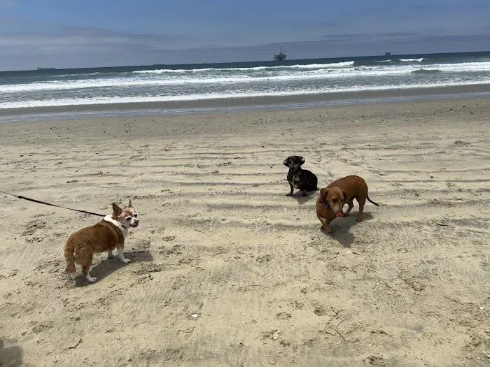 Dog Beach | Huntington Beach 1