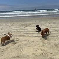 Dog Beach | Huntington Beach ico
