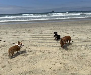 Dog Beach | Huntington Beach