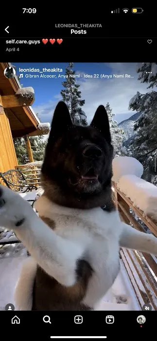 King of the Wild 2