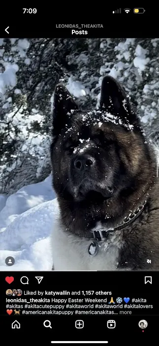 King of the Wild 3