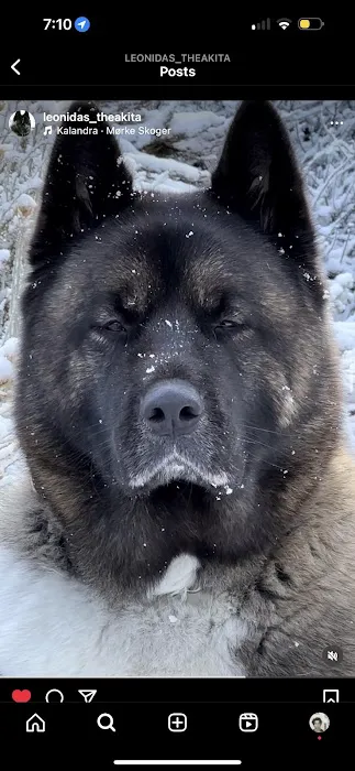 King of the Wild 1
