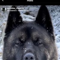 King of the Wild ico