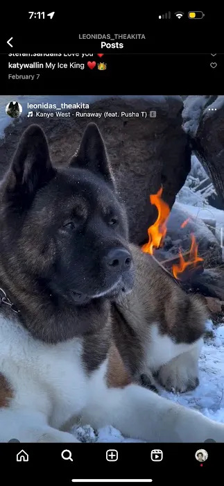 King of the Wild 4