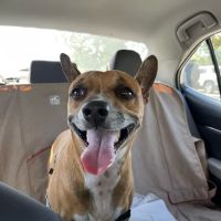 Bark Park ico