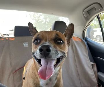 Bark Park