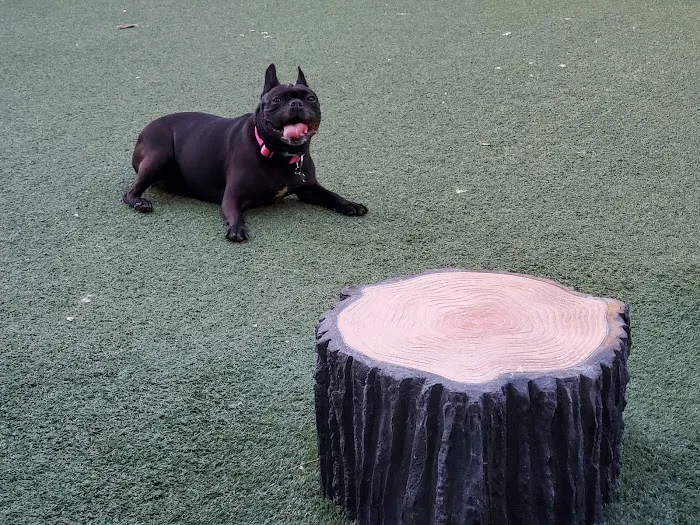 Villas Fashion Island Dog Park 4