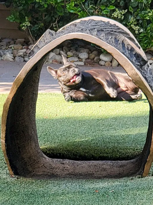 Villas Fashion Island Dog Park 5