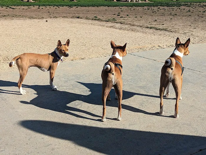 Irvine Central Bark 3