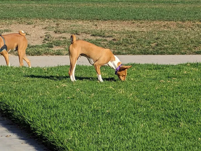 Irvine Central Bark 5