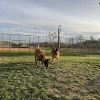 Harada Dog Park ico