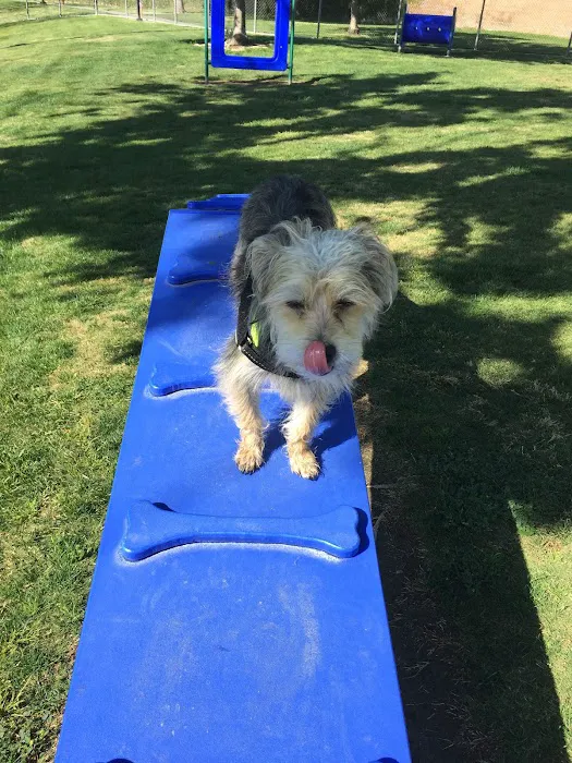 Harada Dog Park 4