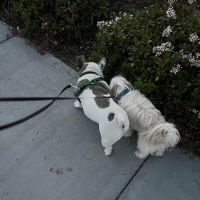 Dairyland Dog Park ico