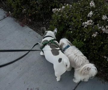 Dairyland Dog Park