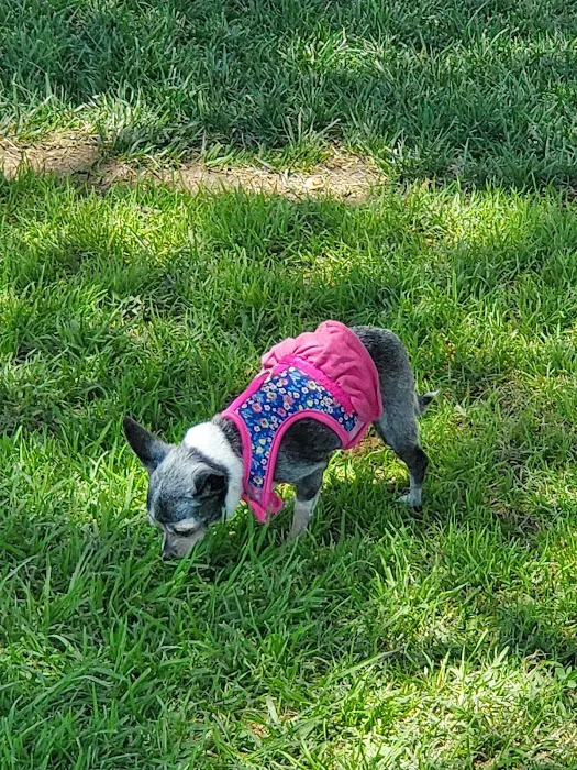 Corona Dog Park 9