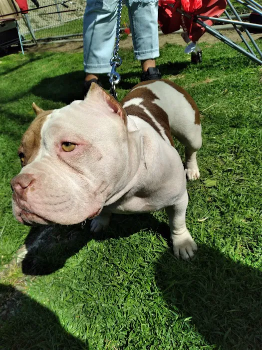 Corona Dog Park 5