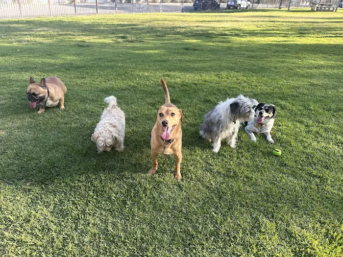 Pat Merritt Dog Park 5
