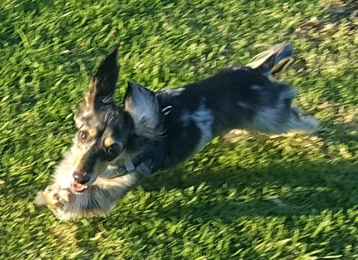 Pat Merritt Dog Park 7