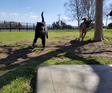 Pat Merritt Dog Park