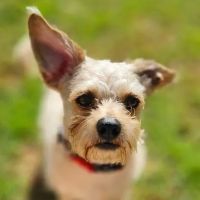 La Sierra Dog Park ico