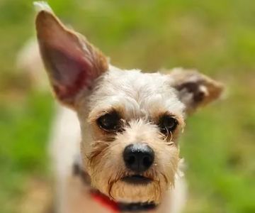 La Sierra Dog Park