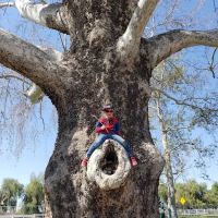 Colton K9 Memorial Dog Park ico