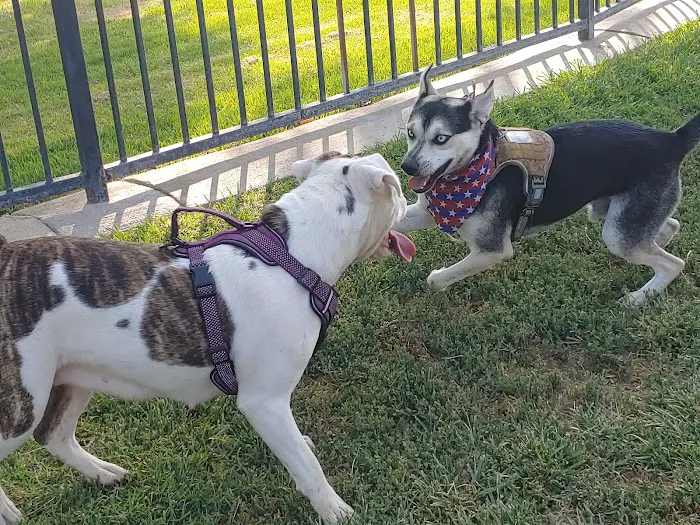 Riverwalk Dog Park 2