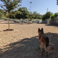 Canine Country Dog Park ico