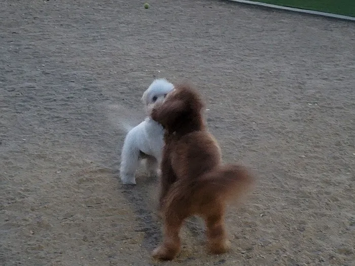 Golden Valley Dog Park 5