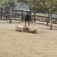 Dogwood Gated Community Dog Park ico