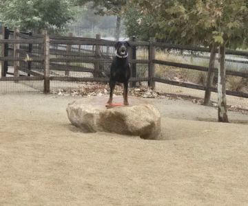 Dogwood Gated Community Dog Park