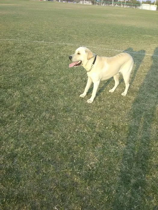 College Dog Park 8