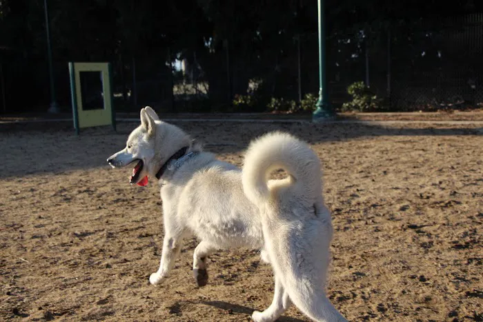 College Dog Park 7