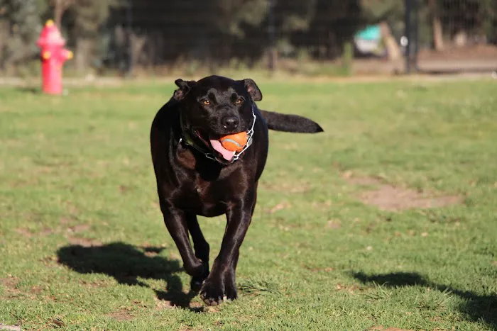 College Dog Park 4