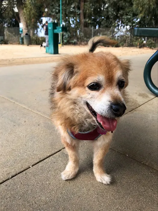 College Dog Park 1