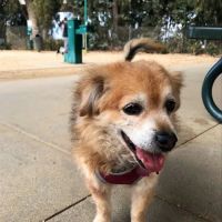 College Dog Park ico