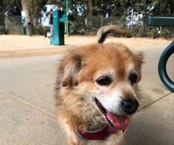 College Dog Park