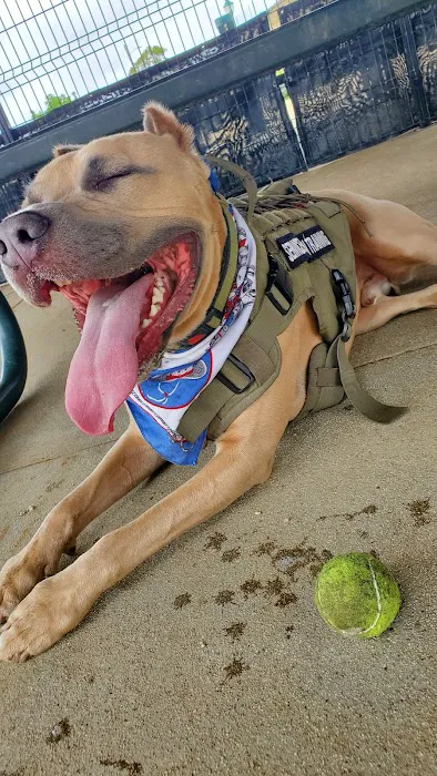 College Dog Park 9