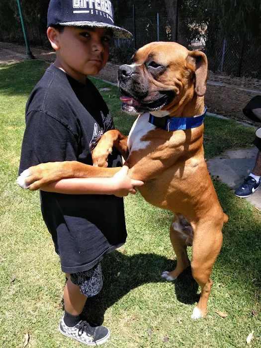 College Dog Park 2