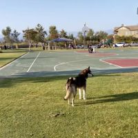 Windrow Off-leash Dog Park ico