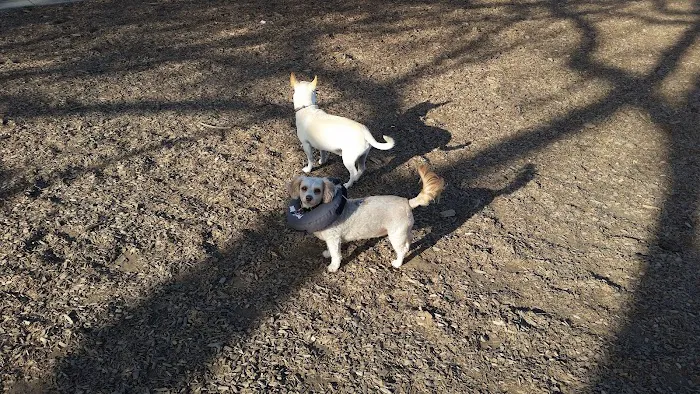 Dog Park 5
